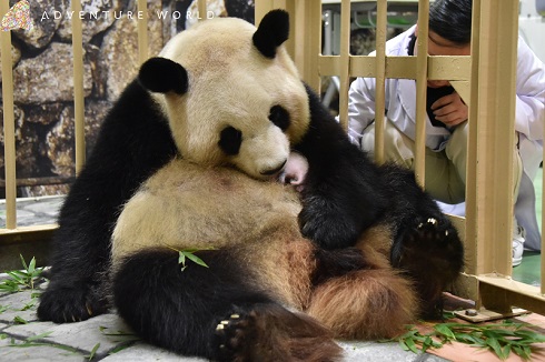 アドベンチャーワールド