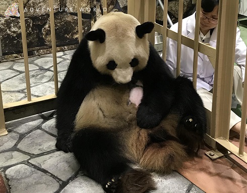 アドベンチャーワールド