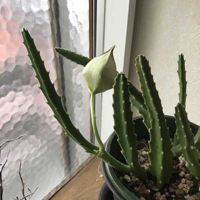 3年 育てた サボテン 蕾 オオバナサイカク 臭い花