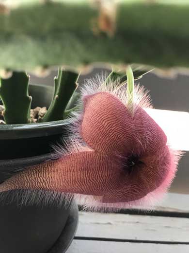 3年 育てた サボテン 蕾 オオバナサイカク 臭い花