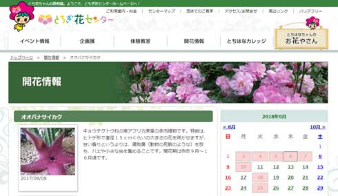 3年 育てた サボテン 蕾 オオバナサイカク 臭い花