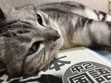 勉強させてくれない猫