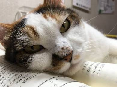 勉強させてくれない猫