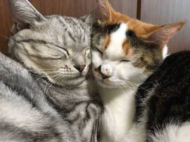 勉強させてくれない猫