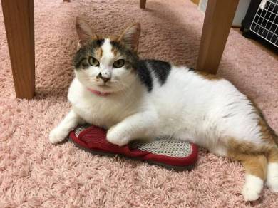 勉強させてくれない猫