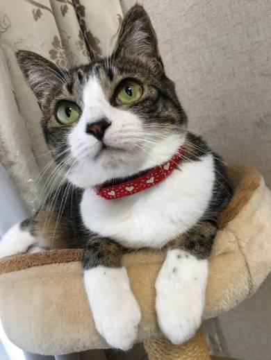 勉強させてくれない猫