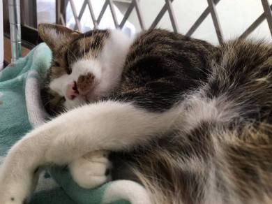 勉強させてくれない猫