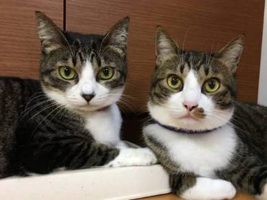 勉強させてくれない猫