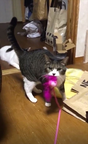 鈴を鳴らす猫ちゃん