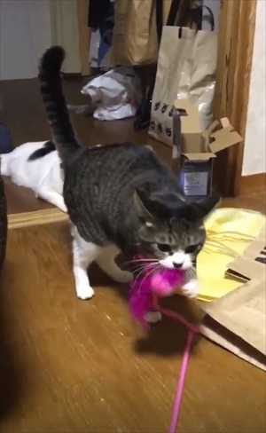 鈴を鳴らす猫ちゃん