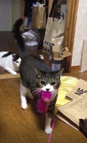 鈴を鳴らす猫ちゃん