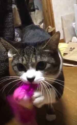 鈴を鳴らす猫ちゃん