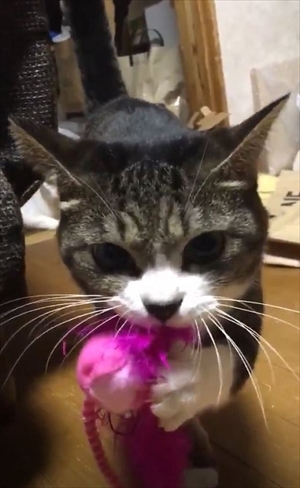 鈴を鳴らす猫ちゃん