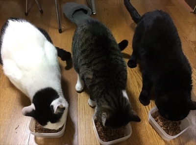 鈴を鳴らす猫ちゃん