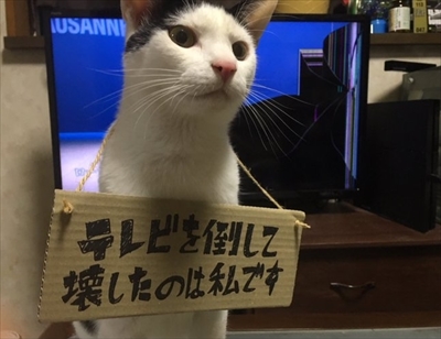 鈴を鳴らす猫ちゃん