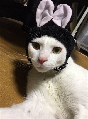 鈴を鳴らす猫ちゃん