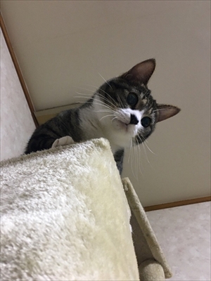 鈴を鳴らす猫ちゃん