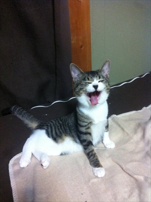 鈴を鳴らす猫ちゃん