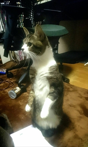 鈴を鳴らす猫ちゃん