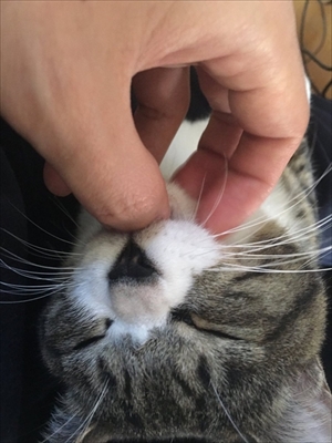 鈴を鳴らす猫ちゃん