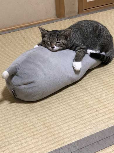 猫 枕 ハグ 寝顔 寝起き
