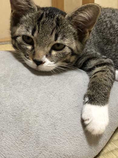 猫 枕 ハグ 寝顔 寝起き
