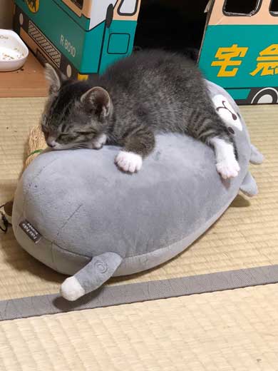 猫 枕 ハグ 寝顔 寝起き
