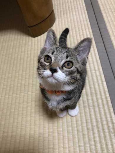 猫 枕 ハグ 寝顔 寝起き