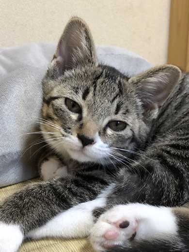 猫 枕 ハグ 寝顔 寝起き