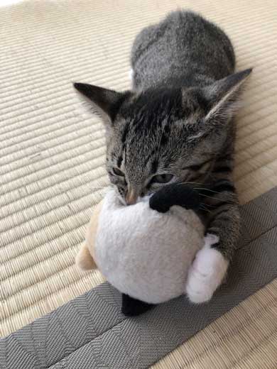 猫 枕 ハグ 寝顔 寝起き