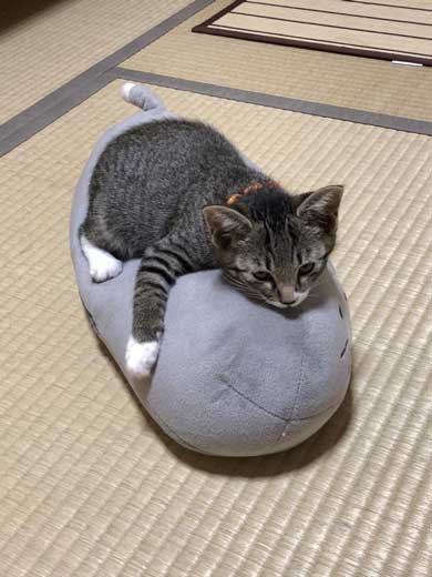 猫 枕 ハグ 寝顔 寝起き