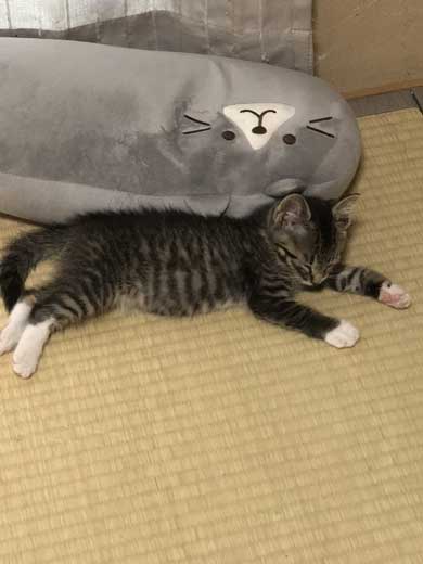 猫 枕 ハグ 寝顔 寝起き