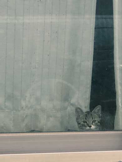 猫 枕 ハグ 寝顔 寝起き