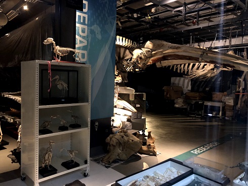 へんなものみっけ 標本づくりの技