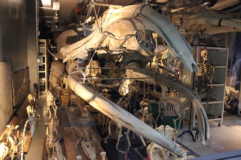 へんなものみっけ 標本づくりの技