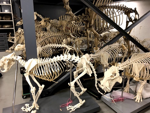 へんなものみっけ 標本づくりの技