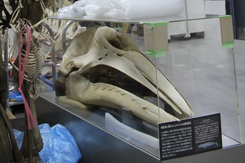 へんなものみっけ 標本づくりの技