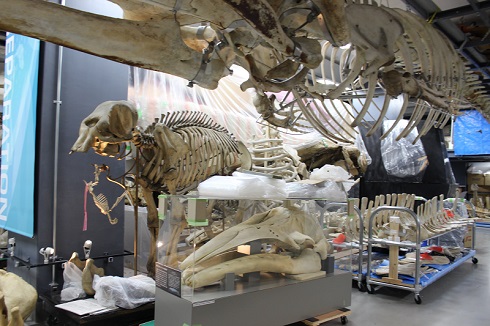 へんなものみっけ 標本づくりの技