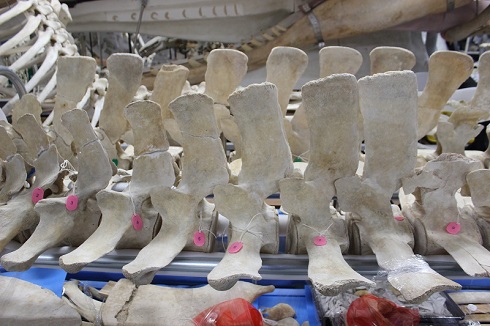 へんなものみっけ 標本づくりの技