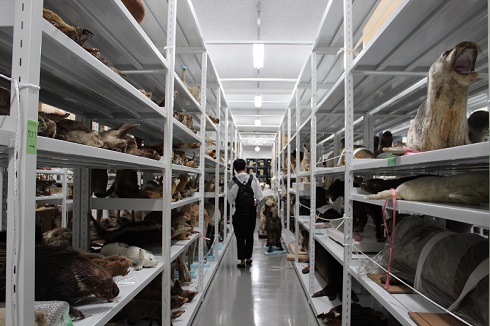 へんなものみっけ 標本づくりの技