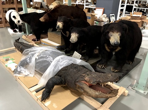 へんなものみっけ 標本づくりの技