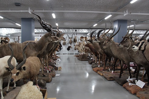 へんなものみっけ 標本づくりの技