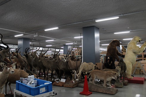 へんなものみっけ 標本づくりの技