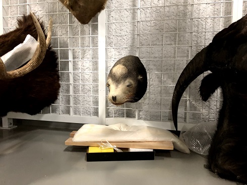 へんなものみっけ 標本づくりの技