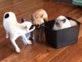犬「俺たち頑張る！」猫「苦しゅうない」　猫ちゃんが乗ったカゴをズルズル引っ張るワンちゃんたち