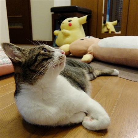 柴犬ひかりといちごと猫ミルキー