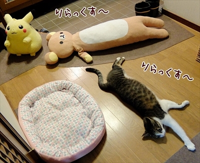 柴犬ひかりといちごと猫ミルキー