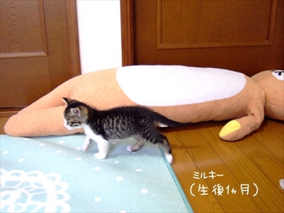 柴犬ひかりといちごと猫ミルキー