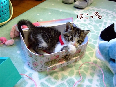 柴犬ひかりといちごと猫ミルキー