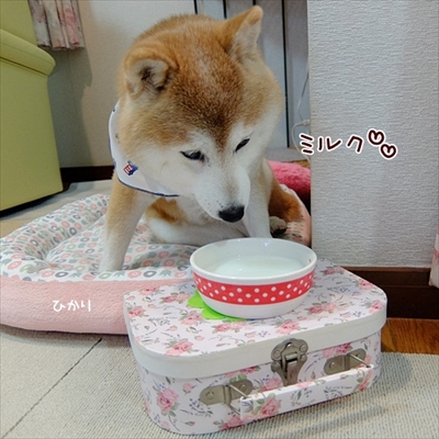 柴犬ひかりといちごと猫ミルキー